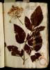  Fol. 14 

Angelica sylvestris. Phellandrium Pl. Guilandini.